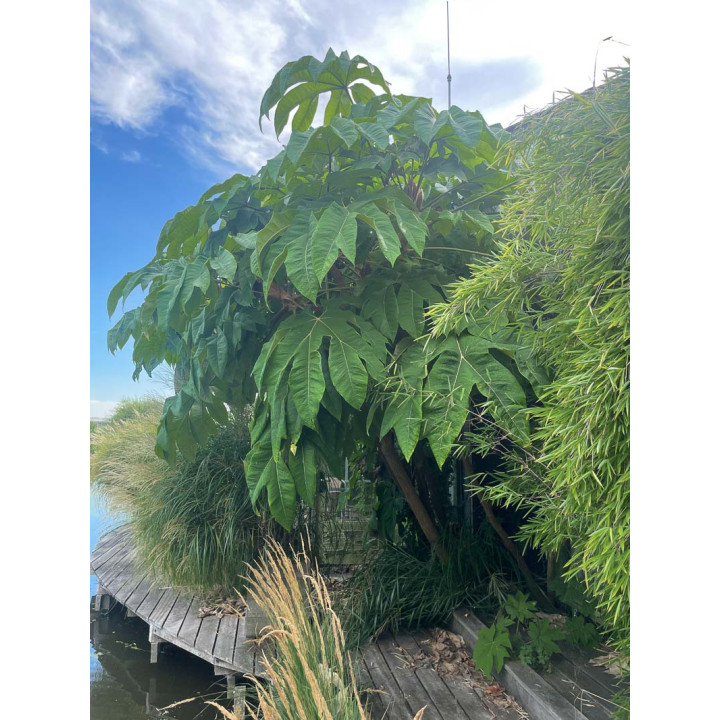 Tetrapanax papyrifera Rex