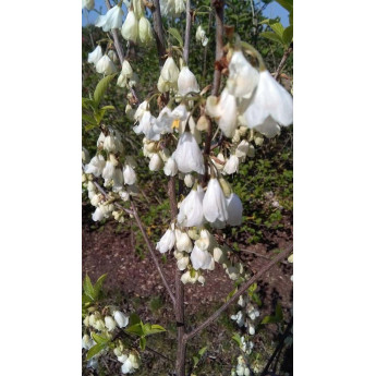 Halesia carolina