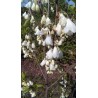 Halesia carolina