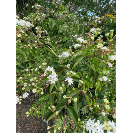 Heptacodium miconioides
