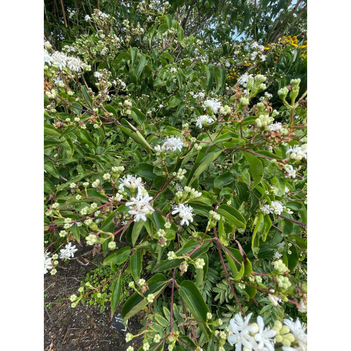 Heptacodium miconioides