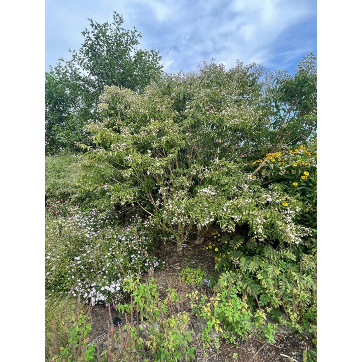 Heptacodium miconioides