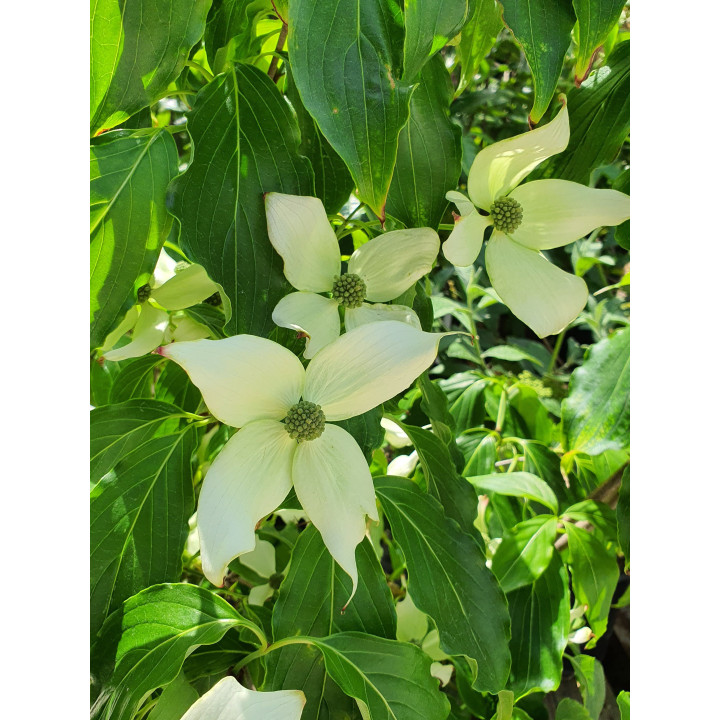 Cornus kousa China Girl