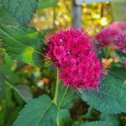 Spiraea japonica Double Play Red