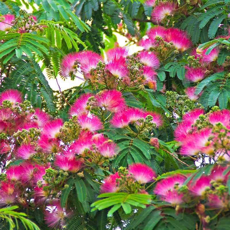 Albizia Julibrissin Ombrella Arbre Soie Le Chatel Des Vivaces Albizia Julibrissin Ombrella Arbre Soie Le Chatel Des Vivaces