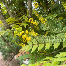 Mahonia media Winter Sun
