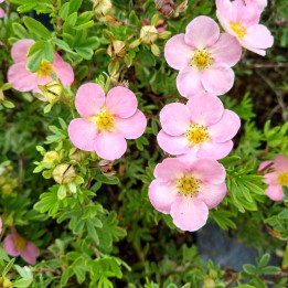 Potentilla fruticosa Lovely Pink