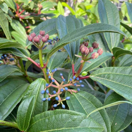 viburnum davidii