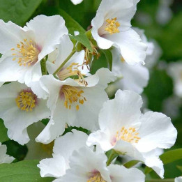 Philadelphus Belle Etoile | Seringat | Le chatel des vivaces