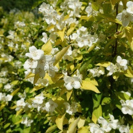 Philadelphus coronarius aureus