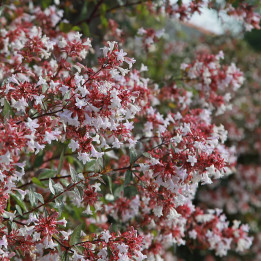 Abelia grandiflora | Arbuste | Le chatel des vivaces