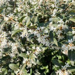 Osmanthus burkwoodii | Le chatel des vivaces