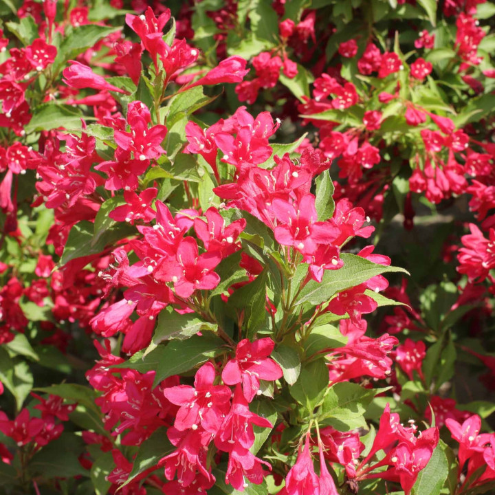 Weigela Nain Rouge