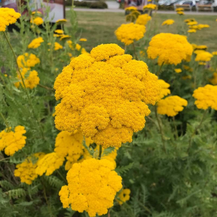 Achillée Coronation Gold