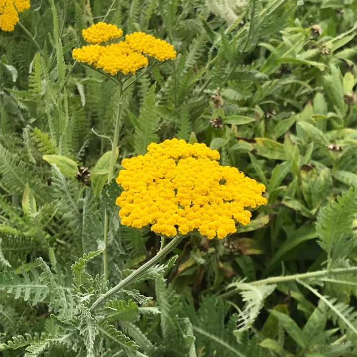 Fleurs jaunes de l'Achillea filipendulina Coronation Gold