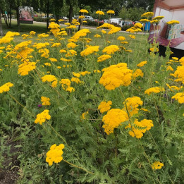 Achillea filipendulina Coronation Gold en pleine floraison