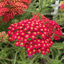 Fleurs rouges de l'Achillea millefolium Paprika