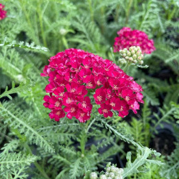 Fleurs rouges de l'Achillea millefolium 'Pomegranate'