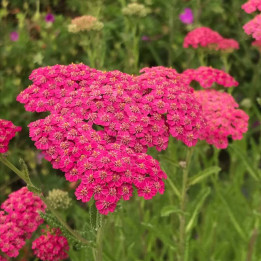 Fleurs roses de l'Achillea Pretty Belinda