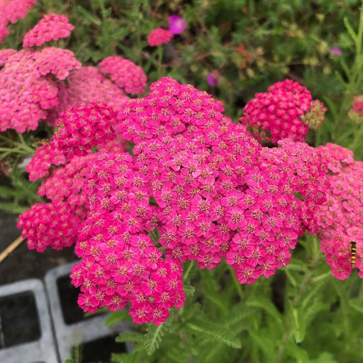 Floraison rose de l'Achillea Pretty Belinda