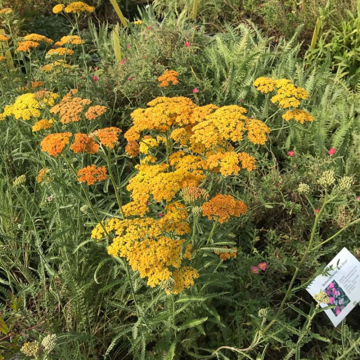 Floraison orange de l'Achillea millefolium Terracotta