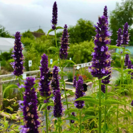 Agastache Black Adder