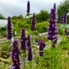 Agastache Black Adder