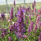Agastache Blue Boa - Floraison