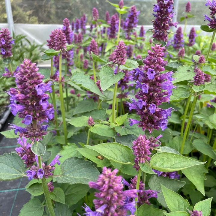 Agastache Blue Boa - Fleurs