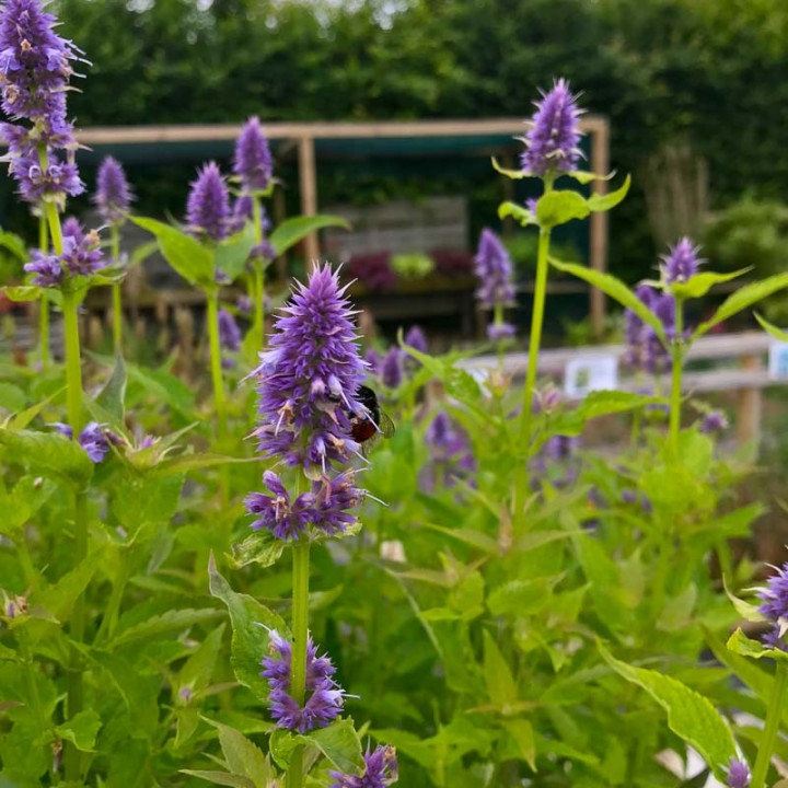 Agastache Blue Fortune dans la pépinière Le Châtel des vivaces