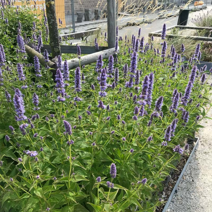 Massif d'Agastache Blue Fortune