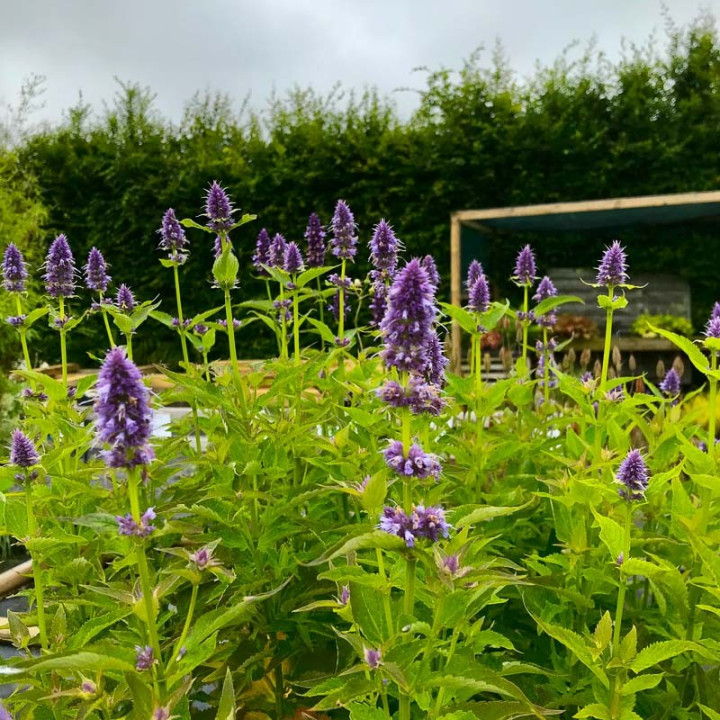 Plan d'Agastache Blue Fortune dans un jardin du Loiret