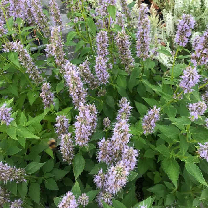 Fin floraison d'un pied d'Agastache Blue Fortune