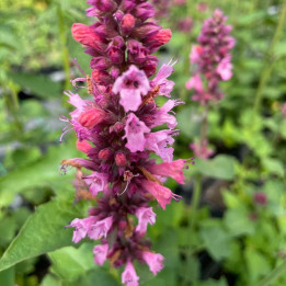 Agastache Danish Delight - Fleurs