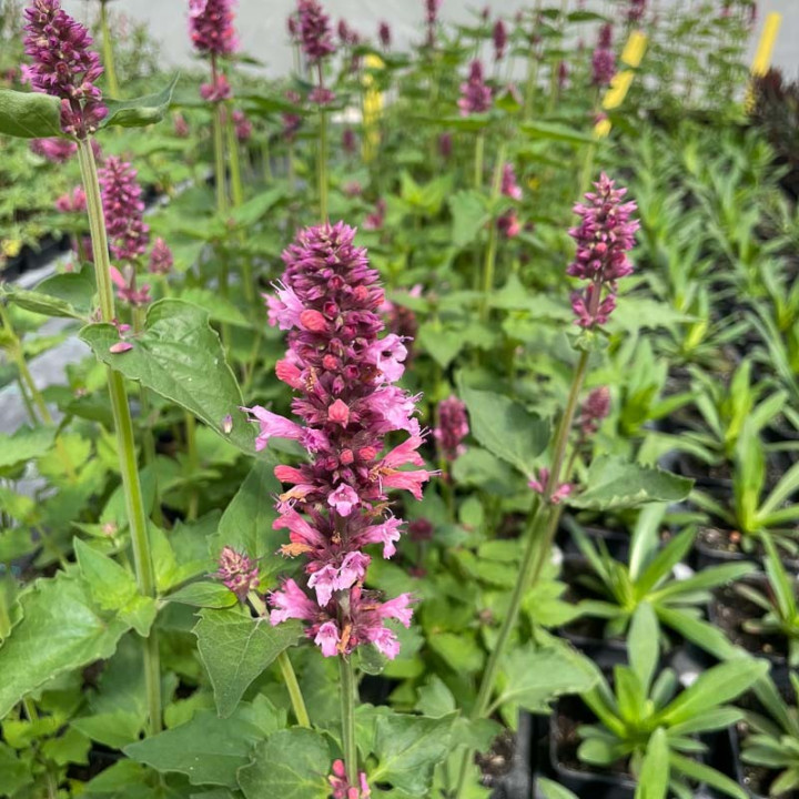 Agastache Danish Delight - Floraison