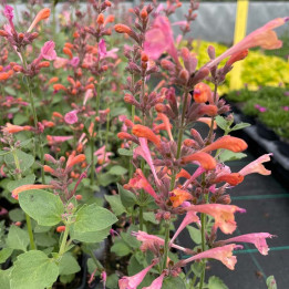 Floraison de l'Agastache Kudos Ambrosia