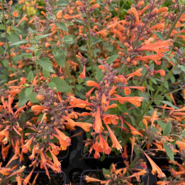 Agastache Kudos Mandarin