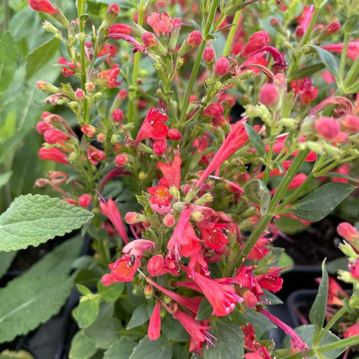 Agastache Kudos Red
