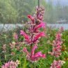 Agastache mexicana Red Fortune