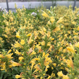 Agastache Kudos Yellow - Fleurs