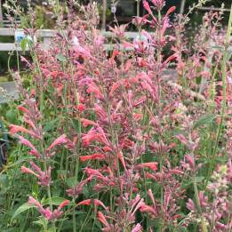 Agastache Tangerine Dreams en fleurs