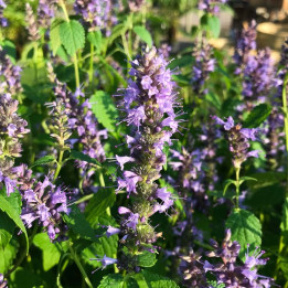 Agastache Black Adder