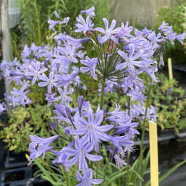 Agapanthus Pretty Sandy