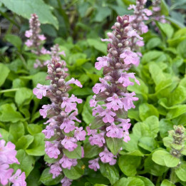 Ajuga reptans Rosea