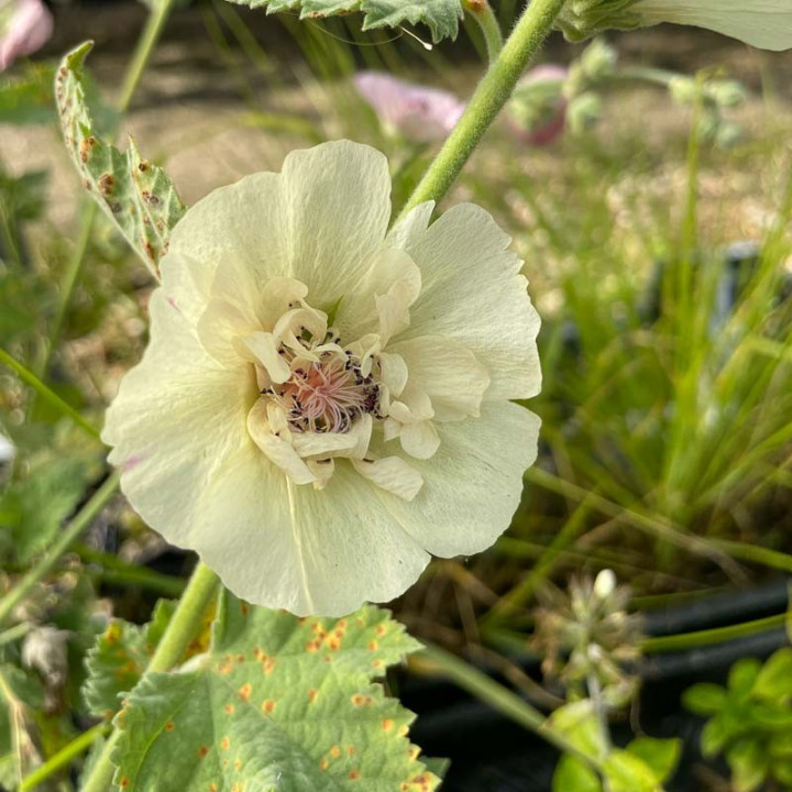 Alcea Parkallee