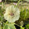 Alcea Parkallee