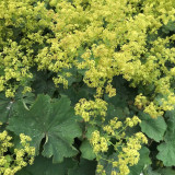 Alchemilla mollis
