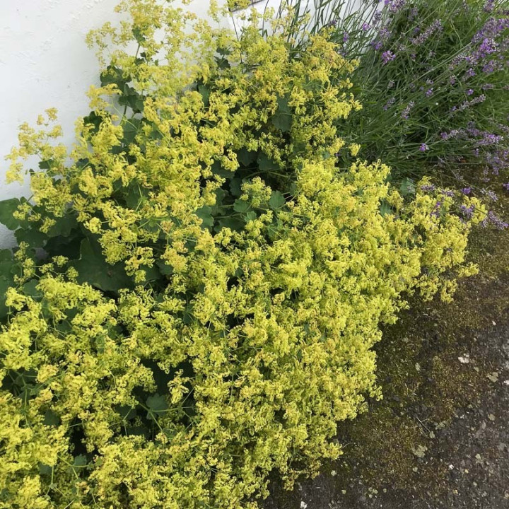 Alchemilla mollis