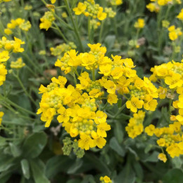 Alyssum saxatile
