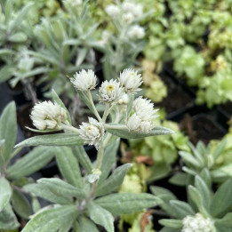Anaphalis triplinervis Silberregen